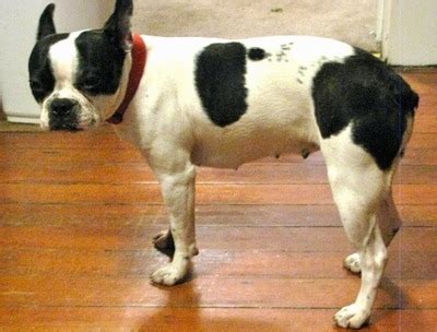 hermes bulldog breed|old boston bulldogs for sale.